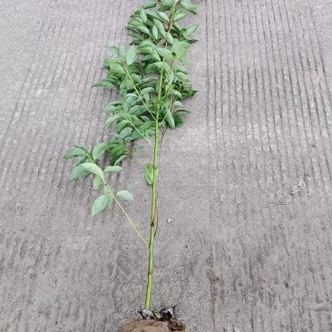 香樟苗（容器苗）规格齐全提供技术指导