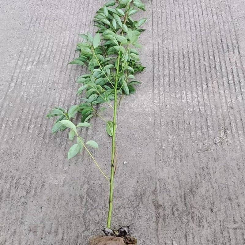 香樟苗（容器苗）规格齐全提供技术指导