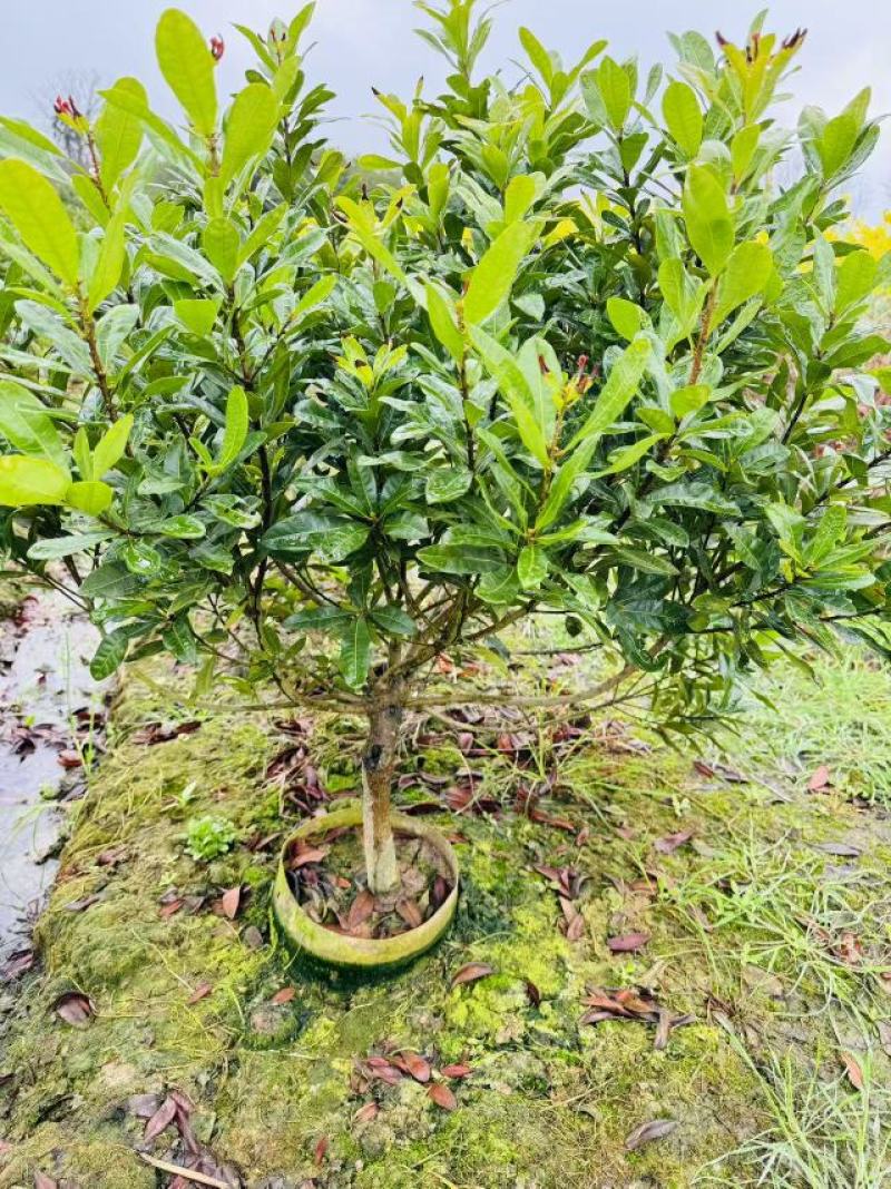 杨梅树