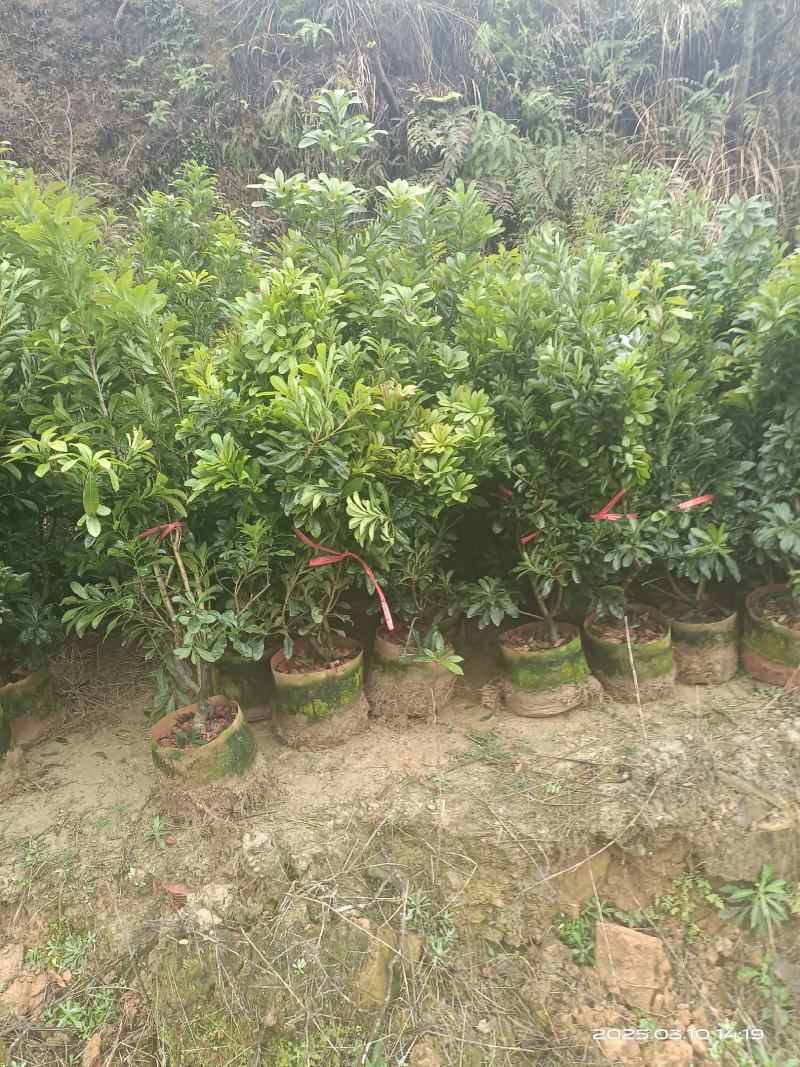 杨梅树
