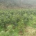杨梅树
