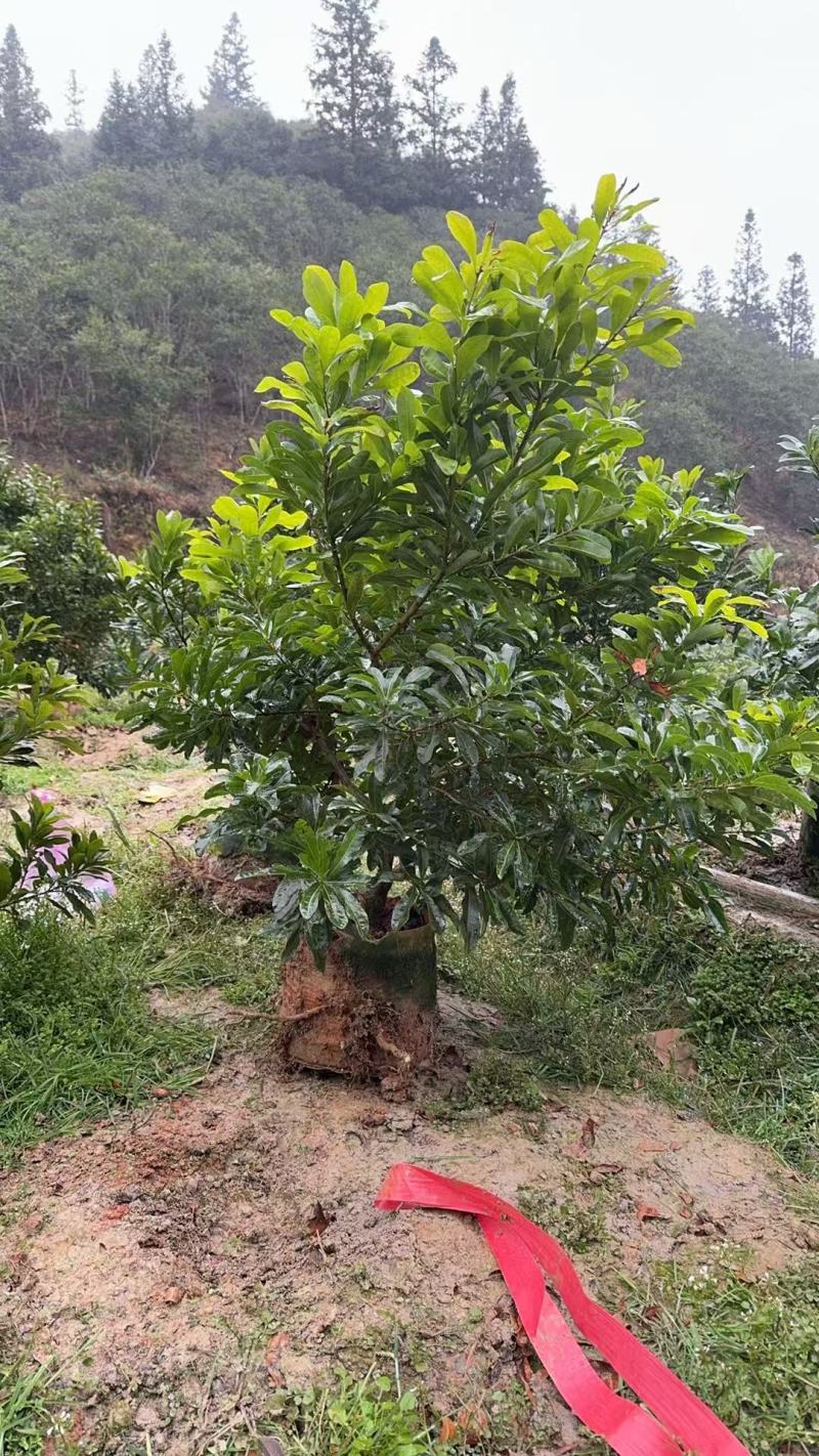 杨梅树