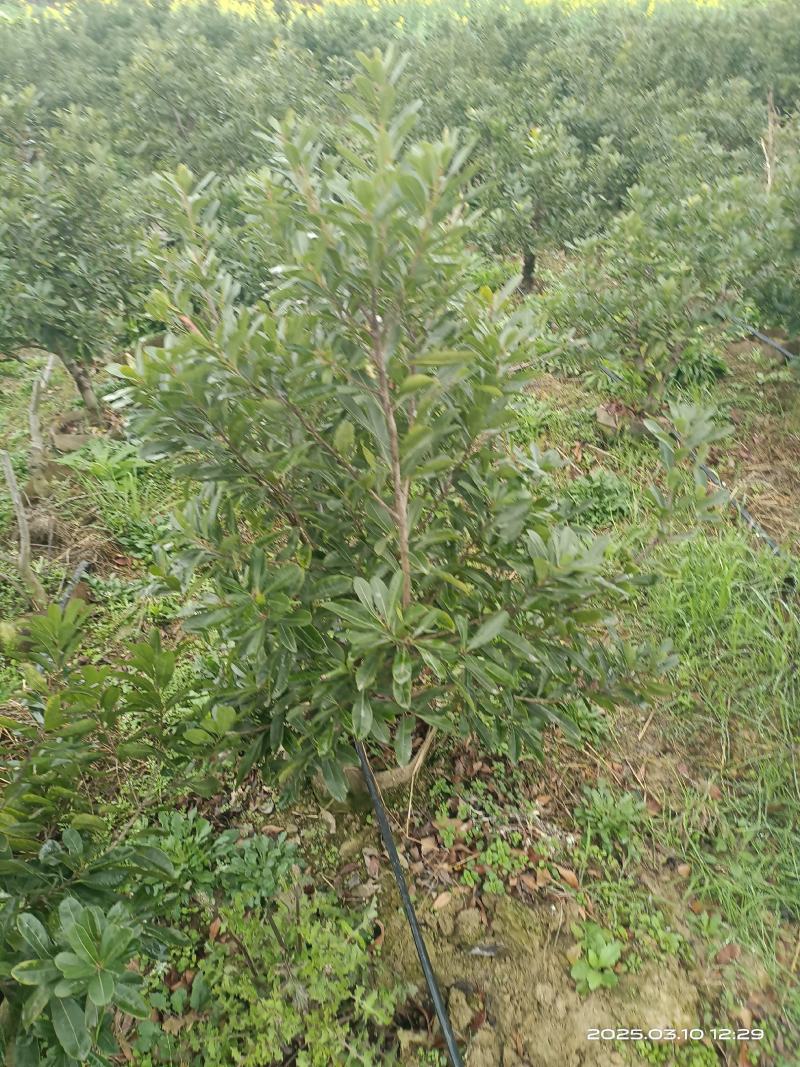 杨梅树