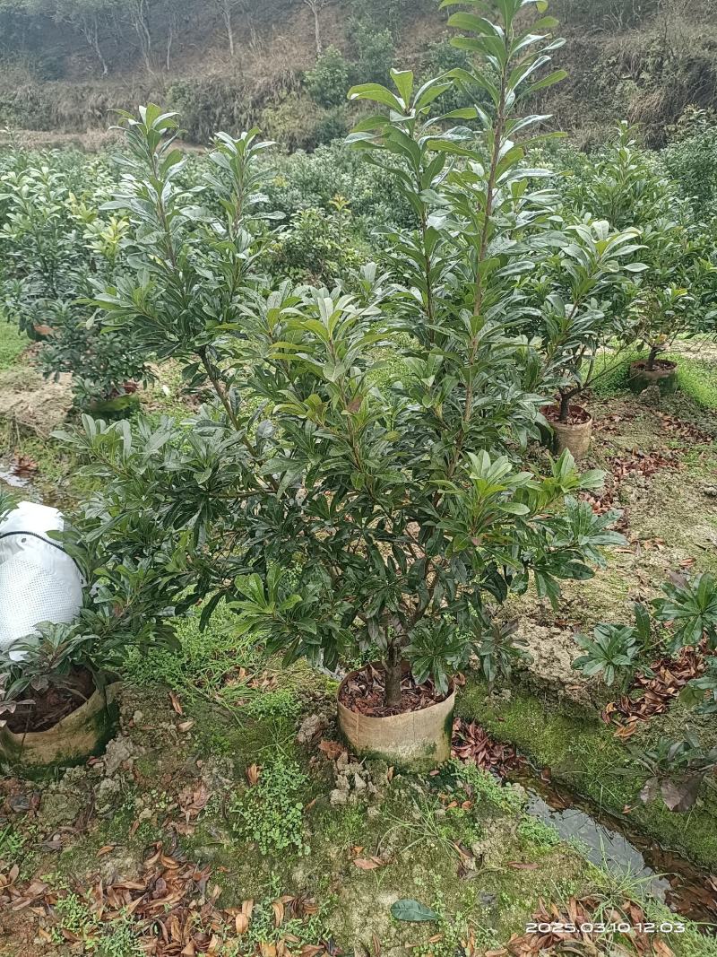 杨梅树