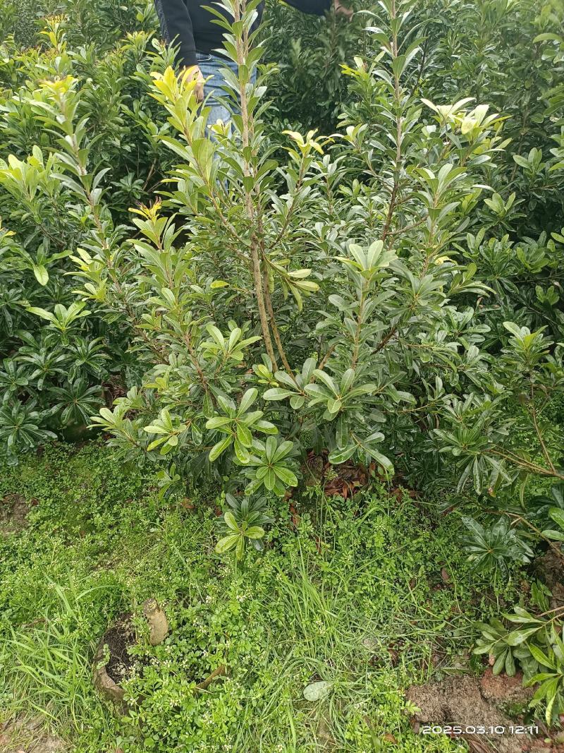 杨梅树