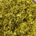 石斛花正宗霍山铁皮石斛花干花新鲜批发新花石斛花源头厂家