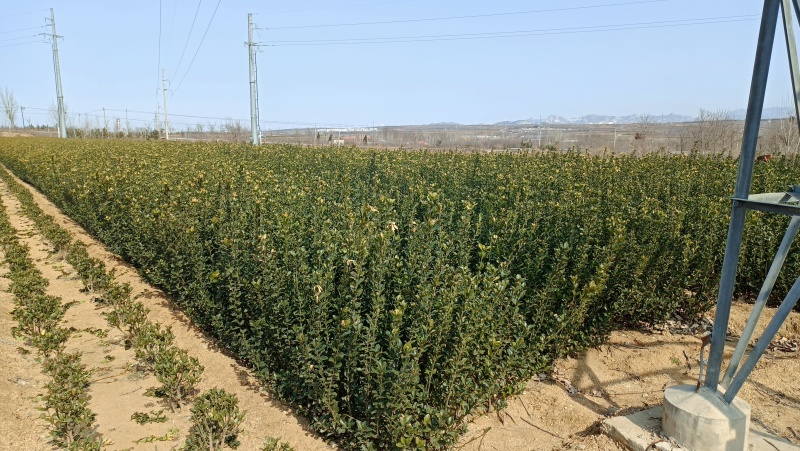 大叶黄杨绿篱山东招远规格齐全产地量大质优