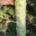 （精品）莴苣产地直供电商，商超，市场量大从优