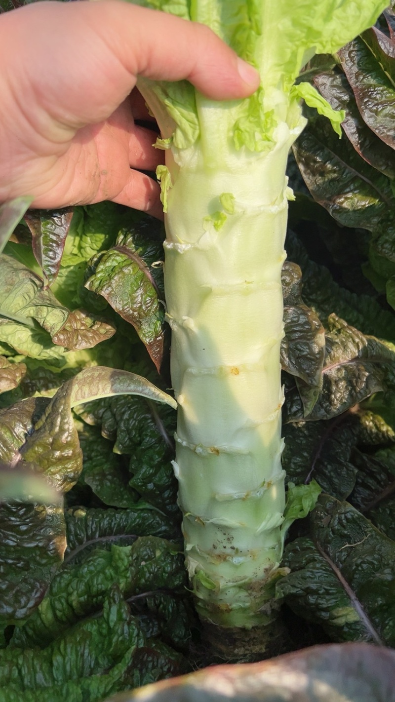 （精品）莴苣产地直供电商，商超，市场量大从优
