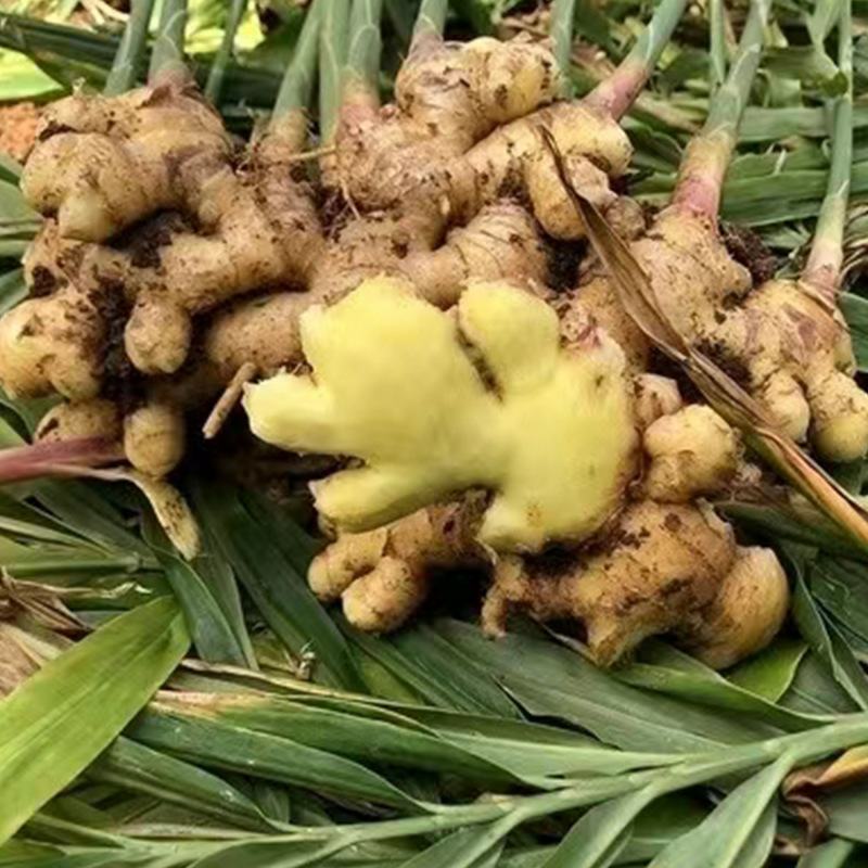 干姜批发干姜中药材小黄姜云南干姜片批发实物拍照