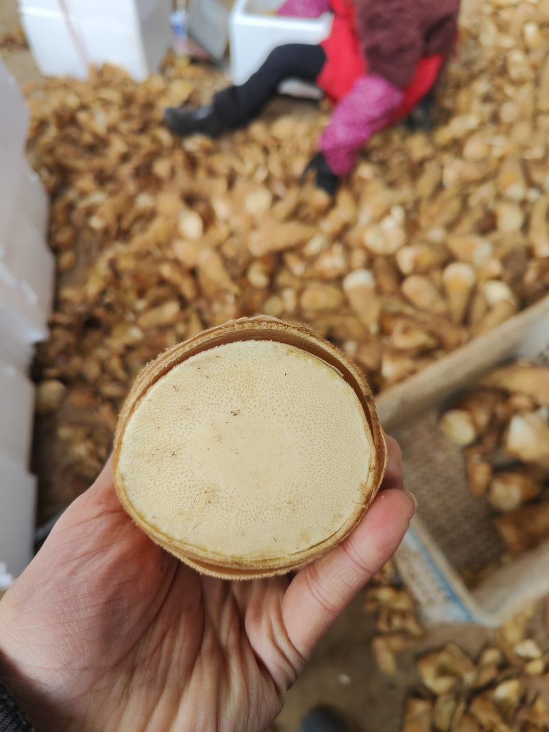 建瓯春笋，黄泥笋，壳黄肉嫩，去老根，产地直发，大量供应