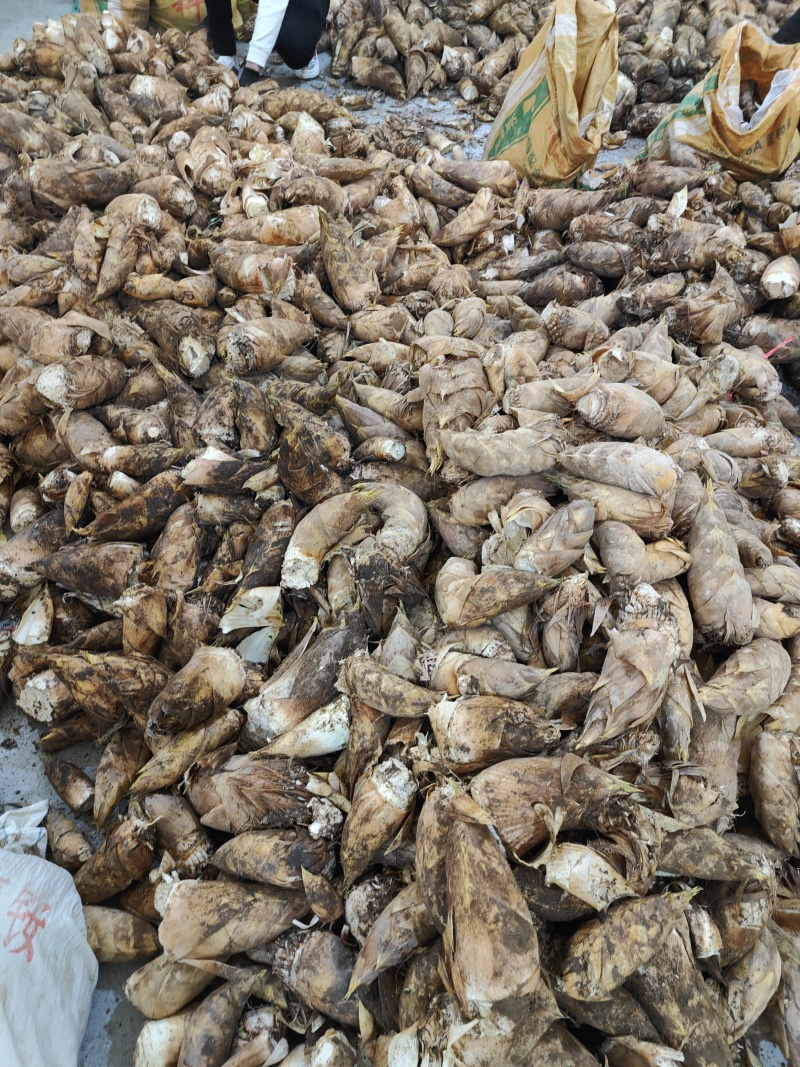 建瓯春笋，黄泥笋，壳黄肉嫩，去老根，产地直发，大量供应