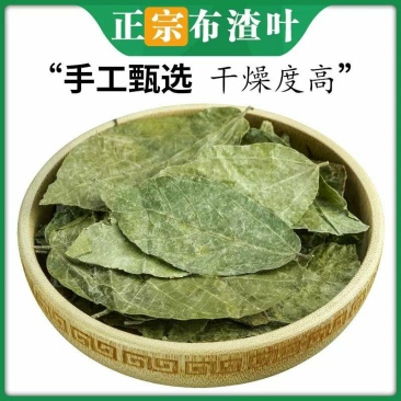 布渣叶中药材新鲜正品叶破布叶包邮麻布叶烂布渣