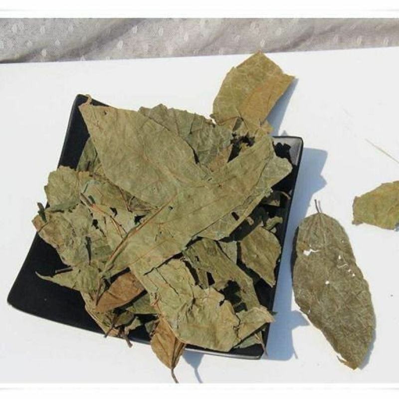 布渣叶中药材新鲜正品叶破布叶包邮麻布叶烂布渣