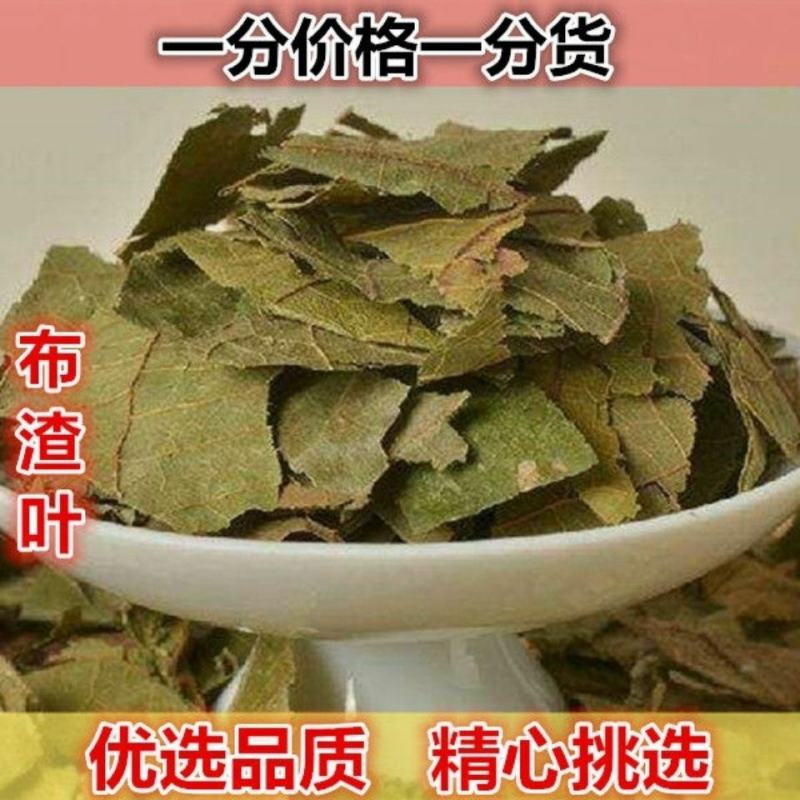 布渣叶中药材新鲜正品叶破布叶包邮麻布叶烂布渣