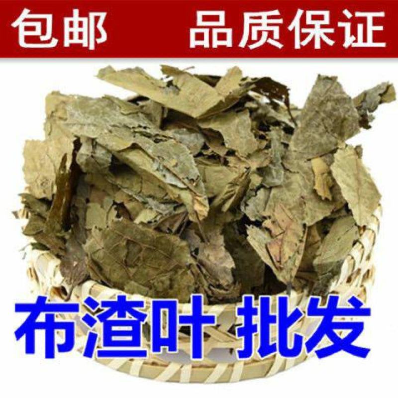 布渣叶中药材新鲜正品叶破布叶包邮麻布叶烂布渣