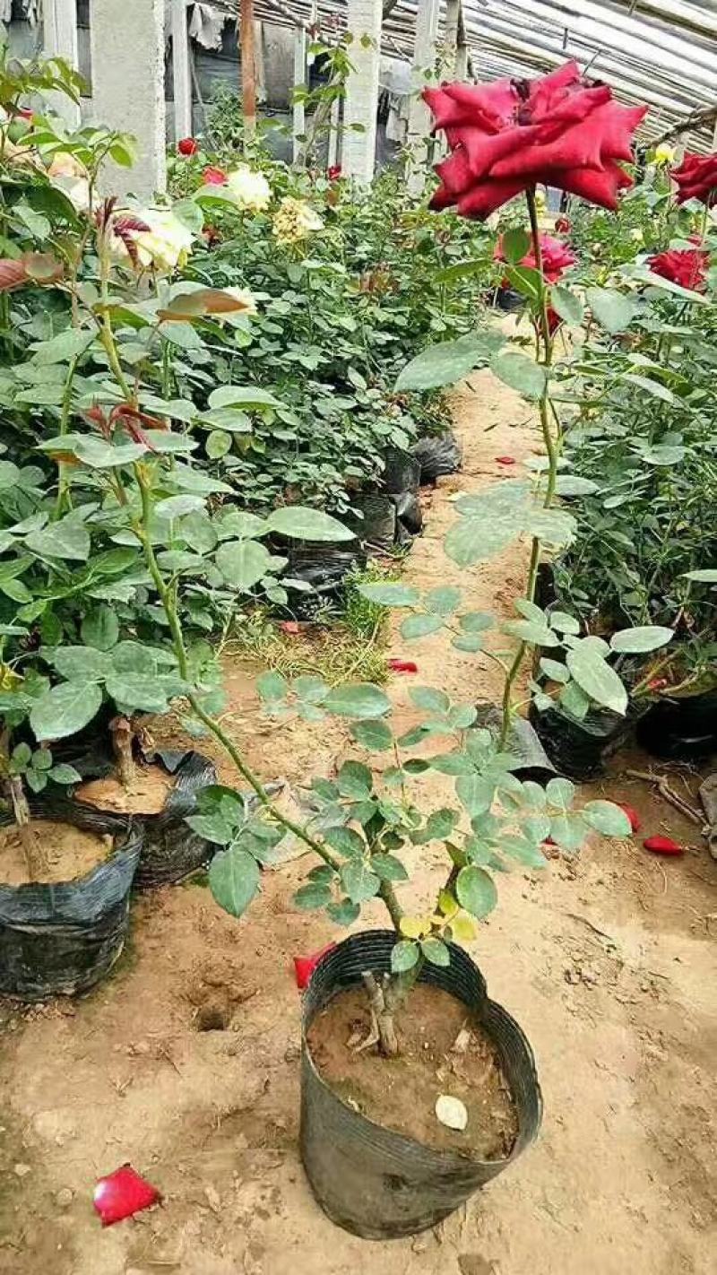 上盆麦冬，营养杯麦冬，麦冬草，沿阶草！