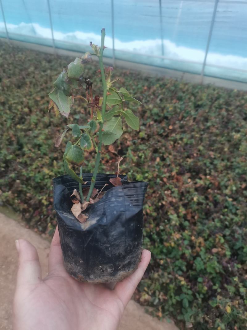 上盆麦冬，营养杯麦冬，麦冬草，沿阶草！