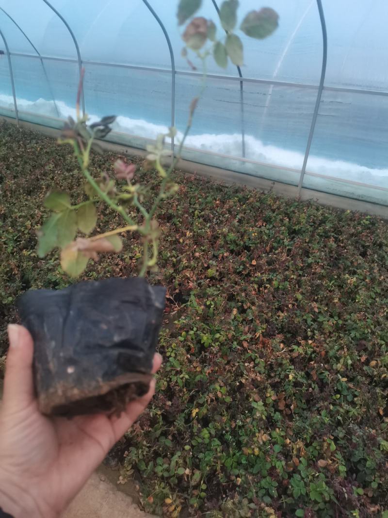 上盆麦冬，营养杯麦冬，麦冬草，沿阶草！
