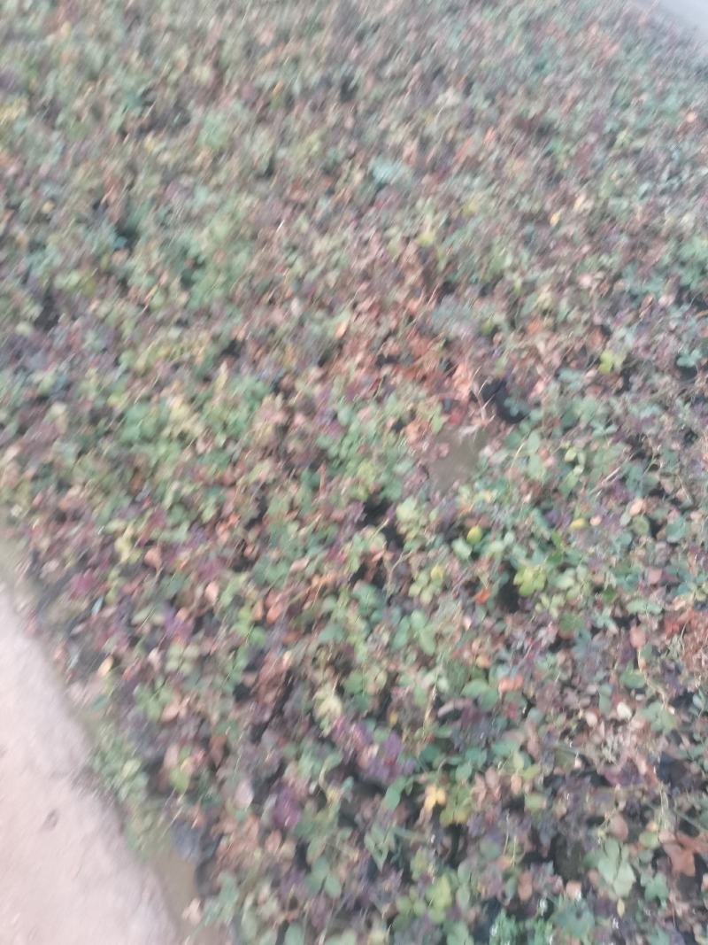 上盆麦冬，营养杯麦冬，麦冬草，沿阶草！