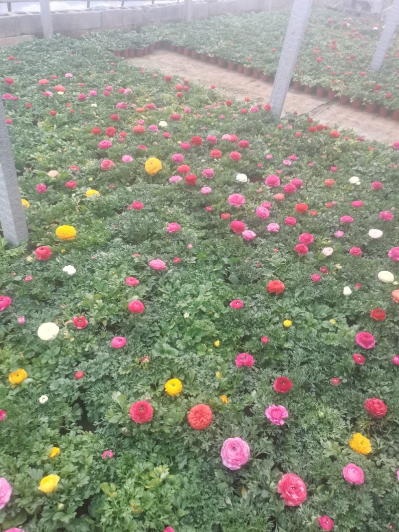 上盆麦冬，营养杯麦冬，麦冬草，沿阶草！