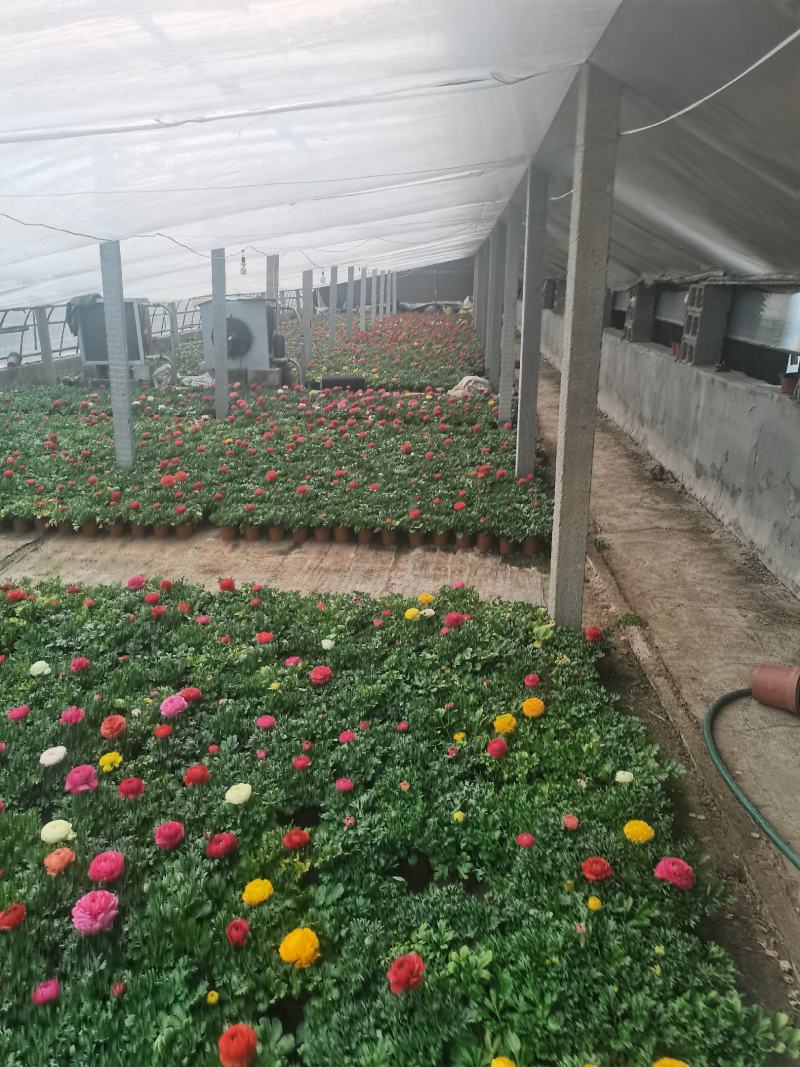 上盆麦冬，营养杯麦冬，麦冬草，沿阶草！