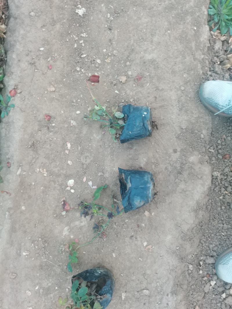 上盆麦冬，营养杯麦冬，麦冬草，沿阶草！