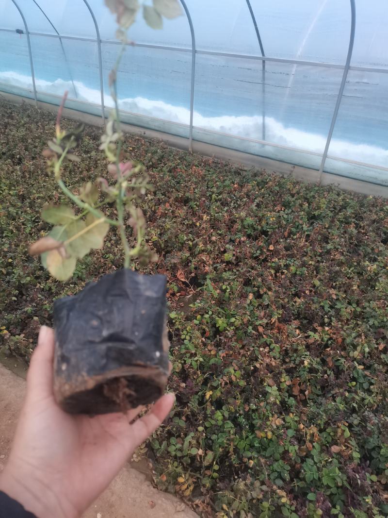 上盆麦冬，营养杯麦冬，麦冬草，沿阶草！