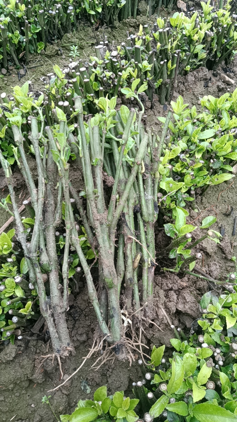 南板蓝根精品苗