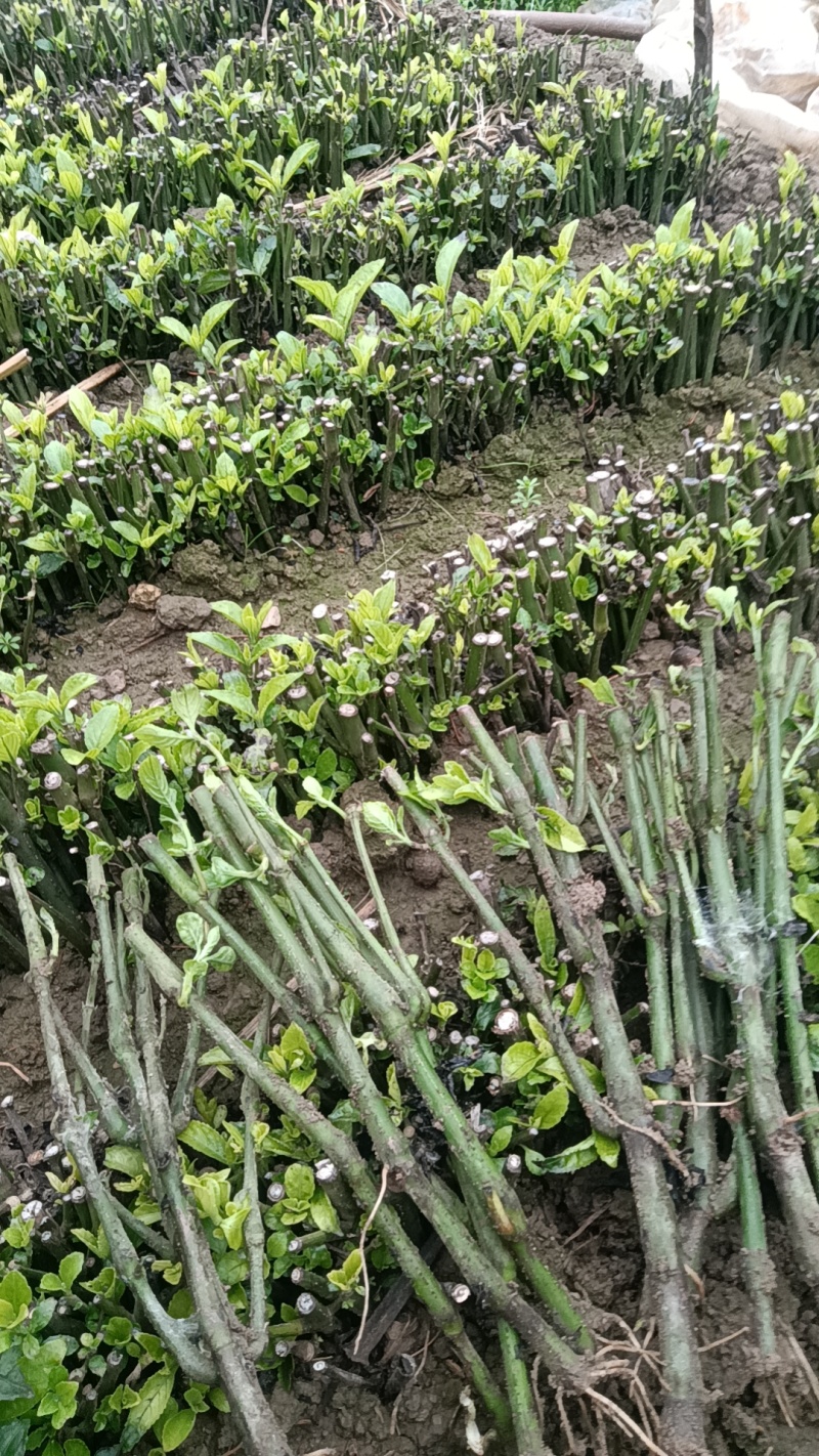 南板蓝根精品苗