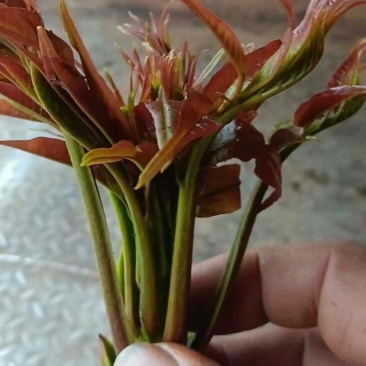 香椿，