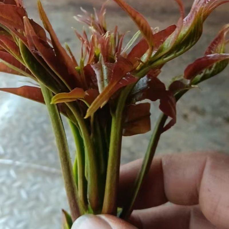 香椿，
