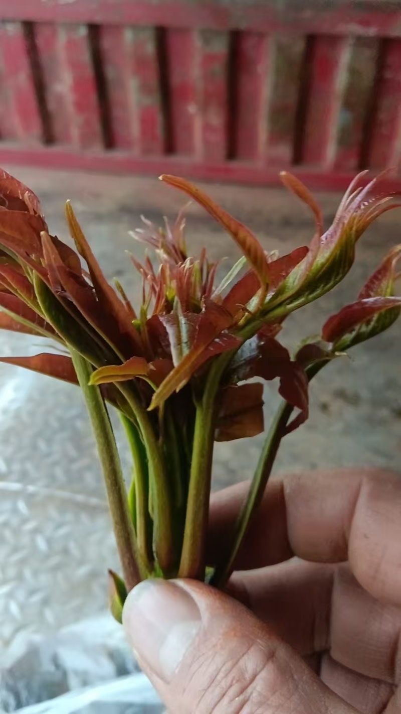 香椿，