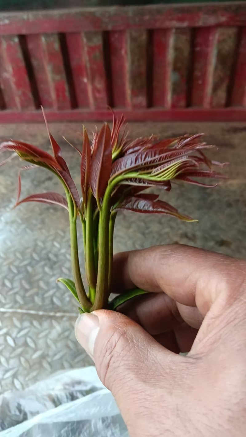 香椿，