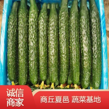 【万亩基地优选密刺黄瓜大量上市保质秒接单保量全国代发代收
