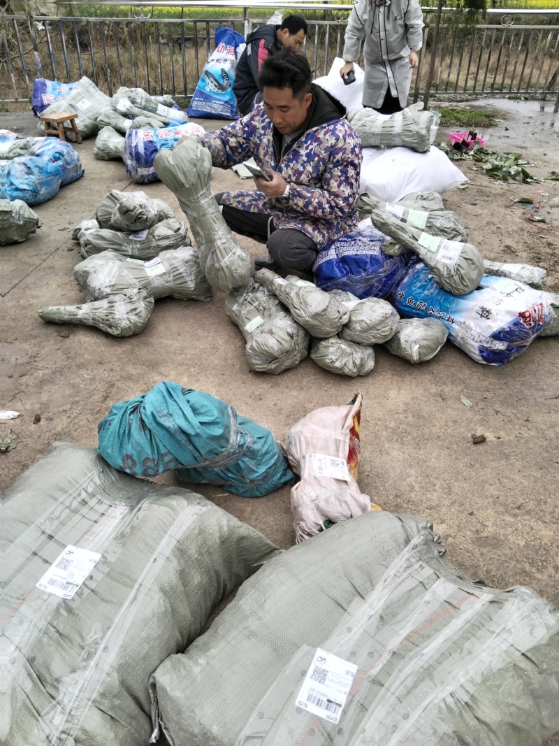 优质双钩藤苗，品质保证，谁种植，谁丰收欢迎来电