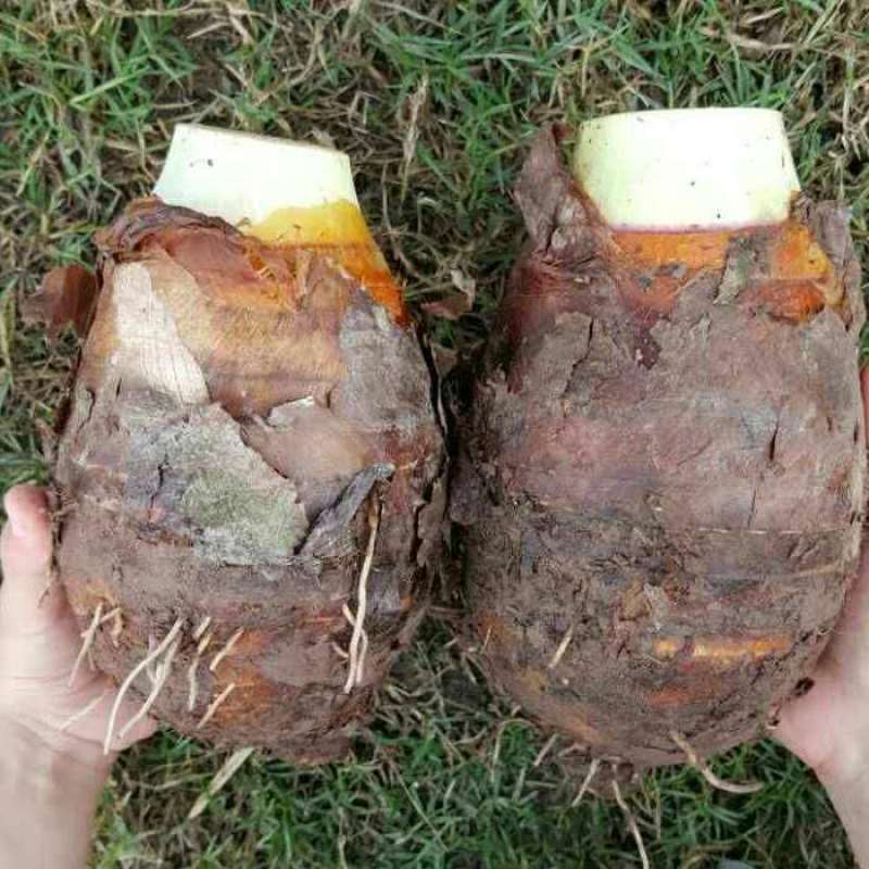 【正宗荔浦大芋头】广西香芋新鲜蔬菜批发特产槟榔芋泥软糯粉