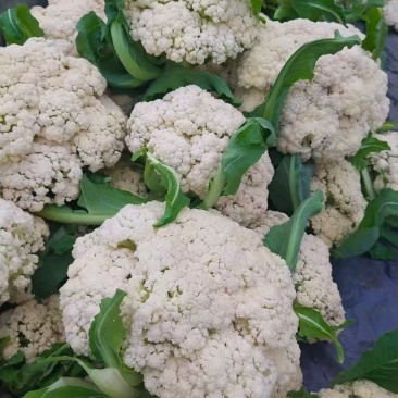 山东精品松花菜产地直发品质保证量大从优一手货源