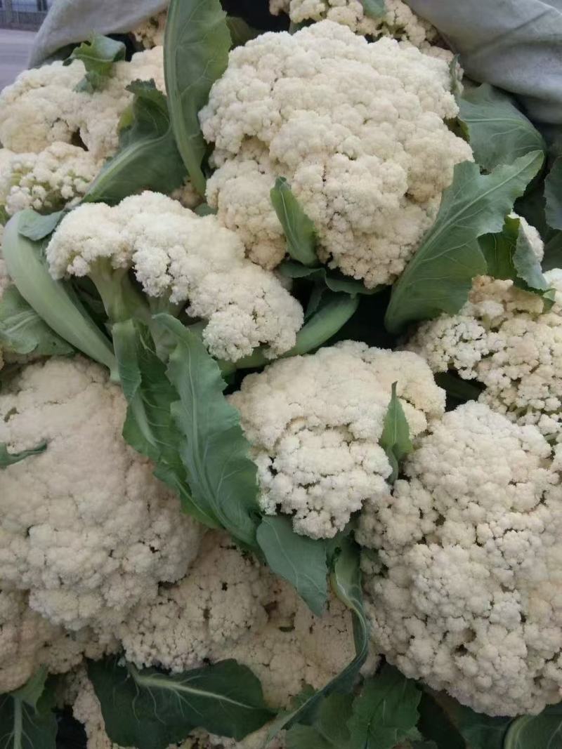山东精品松花菜产地直发品质保证量大从优一手货源