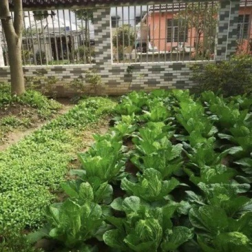 【东北黑土地专属您的私家菜园】