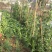 【东北黑土地专属您的私家菜园】