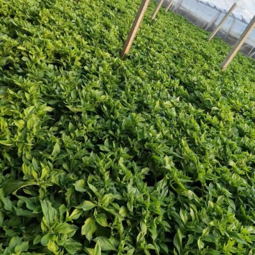非洲冰草，日本冰草，接常年稳定客户基地直供，新鲜保证