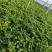 非洲冰草，日本冰草，接常年稳定客户基地直供，新鲜保证