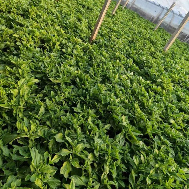 非洲冰草，日本冰草，接常年稳定客户基地直供，新鲜保证
