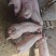 三元猪仔山东仔猪猪场防疫直发专车发运输伤亡包退款