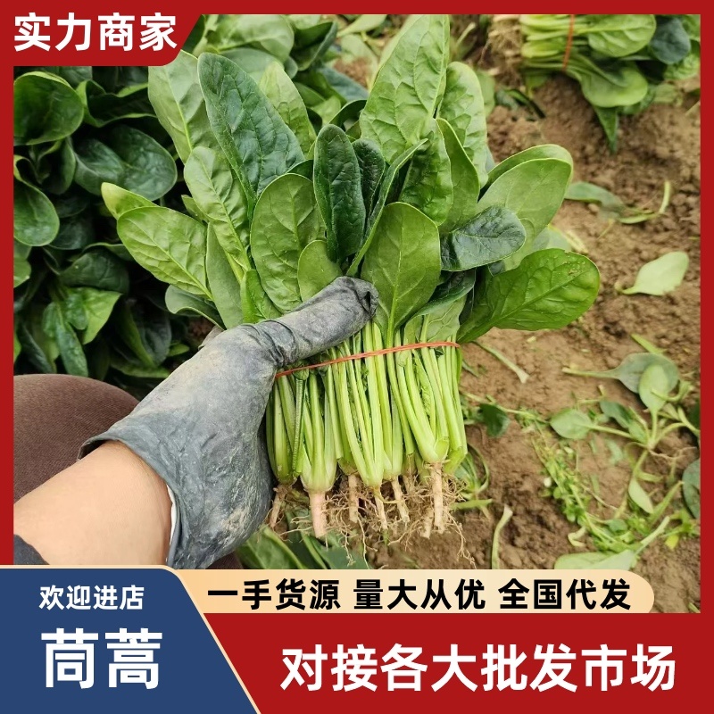 南通精品菠菜大量上市中，产地直发