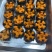 海胆肉海胆黄海胆海鲜水产拌饭料拌面料料理寿司批发马粪海胆