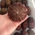 海胆肉海胆黄海胆海鲜水产拌饭料拌面料料理寿司批发马粪海胆