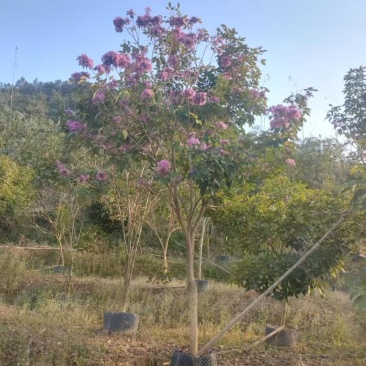 紫花风铃木