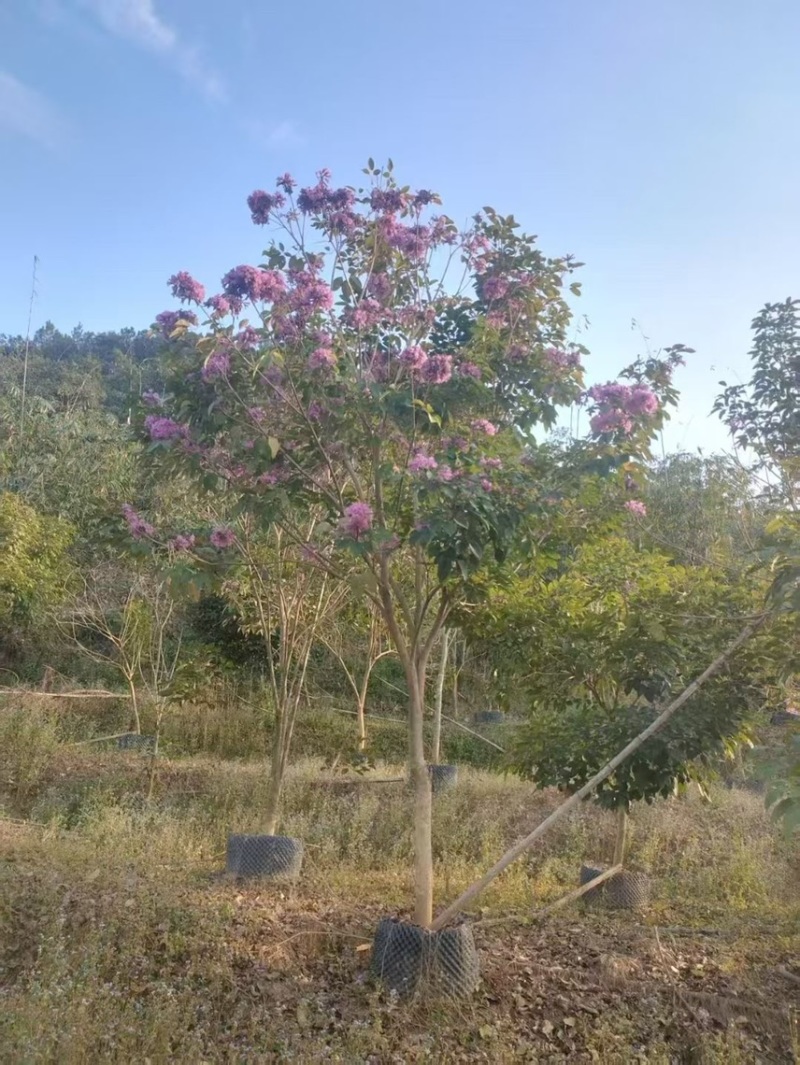 紫花风铃木